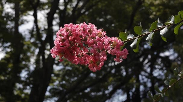 【花の写真】サルスベリ 【花の写真】サルスベリの写真