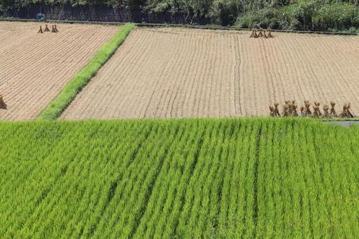 高台から見る刈り入れ後の田んぼ 高台から見る刈り入れ後の田んぼの写真