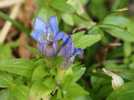 山野草・リンドウ（守門岳） リンドウ,竜胆,花の写真素材