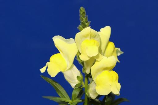 金魚草 植物,草花,花びらの写真素材