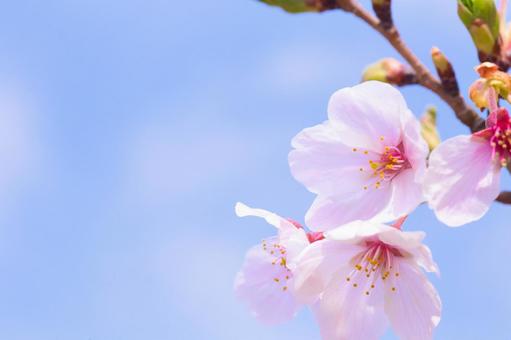 青空のもとに咲く桜 青空のもとに咲く桜の写真