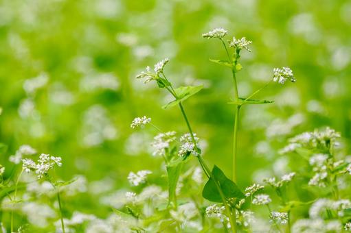 ソバの花⑷ ソバの花⑷の写真