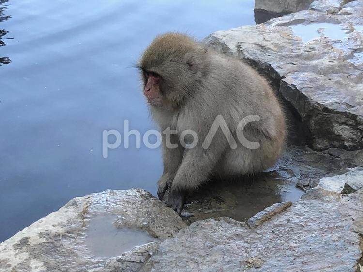 地獄谷野猿公苑　猿　温泉 地獄谷野猿公苑,温泉,猿の写真素材