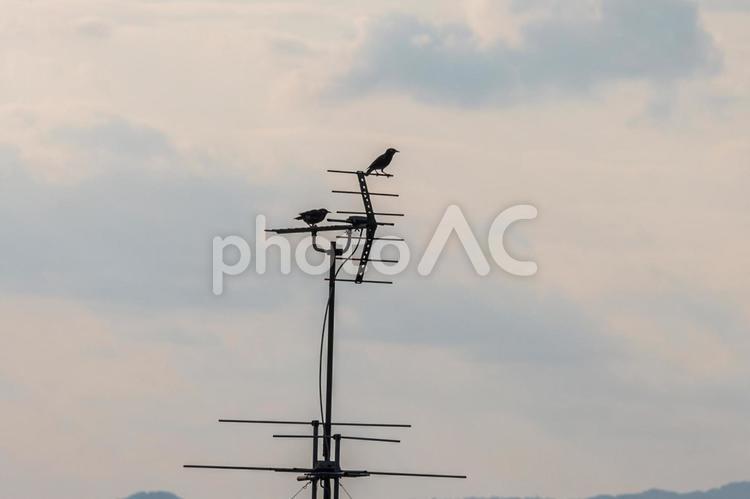 止まり木？ アンテナ,鳥,空の写真素材