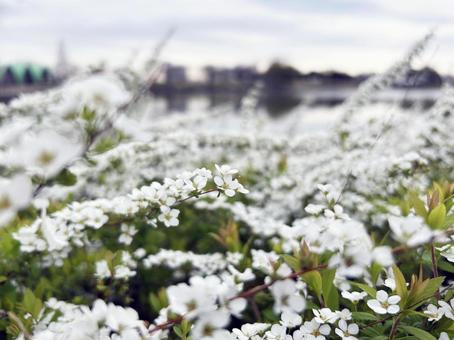 Spiraea blooming in the park and cloudy sky, yukiyanagi, snow willow, flower, JPG