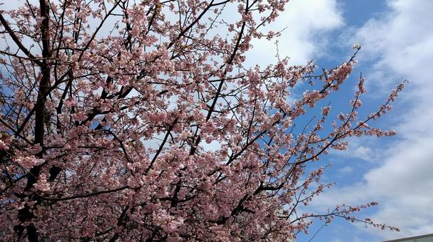 桜と青空 桜と青空の写真