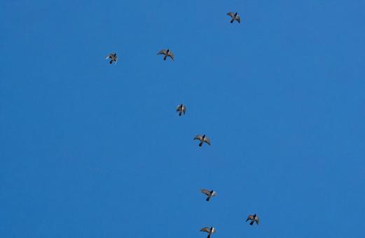 初秋の青空に舞う鳩の群れ 初秋の青空に舞う鳩の群れの写真