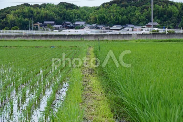 田んぼの畦道 稲,風景,景色の写真素材