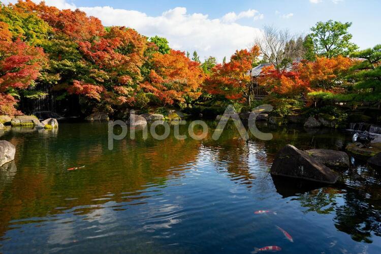 紅葉した日本庭園と池 紅葉,池,日本庭園の写真素材