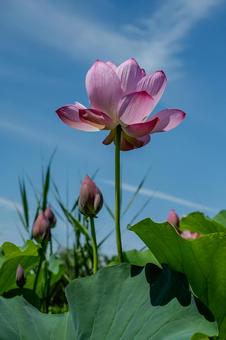 Ancient Lotus Village 2025, JPG Ancient Lotus Village 2025, JPG