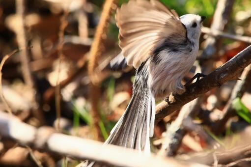 飛び立つエナガ 飛び立つエナガの写真