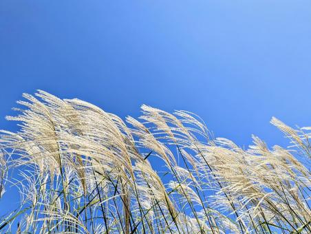 青い空と金色のすすき 青い空と金色のすすき 植物,すすき,自然の写真素材