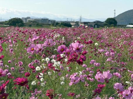 福井県　曇り空と宮ノ下コスモス公苑の写真