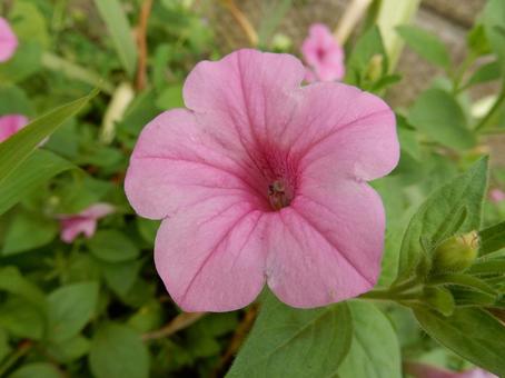 【花の写真】ペチュニア(衝羽根朝顔) 【花の写真】ペチュニア(衝羽根朝顔)の写真