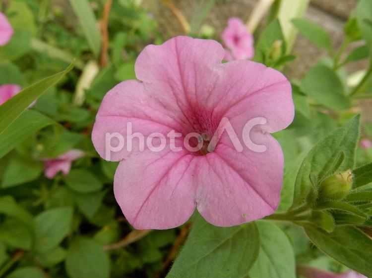 【花の写真】ペチュニア（衝羽根朝顔） ペチュニア,衝羽根朝顔,ツクバネアサガオの写真素材