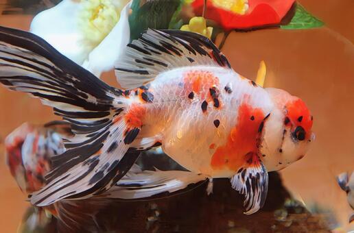 金余 金魚,生き物,魚の写真素材