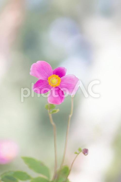 可愛いシュウメイギク２ シュウメイギク,ピンク,花の写真素材