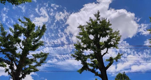 雲もくもく沸き真夏日、外気温33度 雲もくもく沸き真夏日、外気温33度 晴天,木,日差しの写真素材