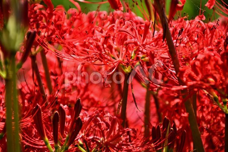 彼岸花　曼珠沙華 ヒガンバナ,赤,毒の写真素材