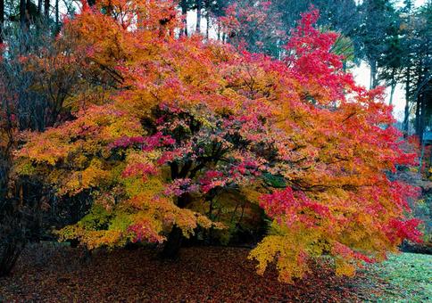 紅葉 紅葉,モミジ,もみじの写真素材
