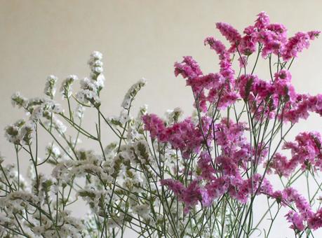 ピンクと白の花の写真