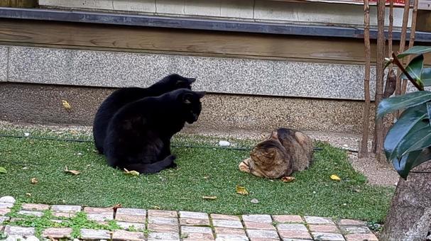 猫たち 猫たち 猫,二匹,黒猫の写真素材