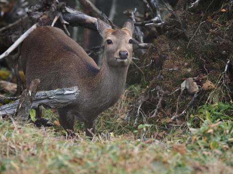 野生の二ホンジカ(大菩薩嶺) 野生の二ホンジカ(大菩薩嶺) 鹿,二ホンシカ,野生の写真素材