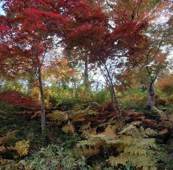 紅葉の山道 紅葉,紅葉の山,山道の写真素材