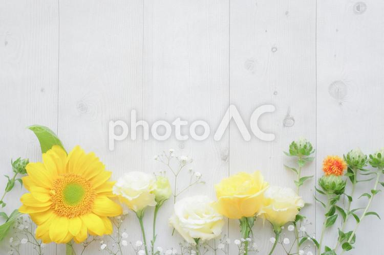 夏花のフレーム 花,植物,ナチュラルの写真素材