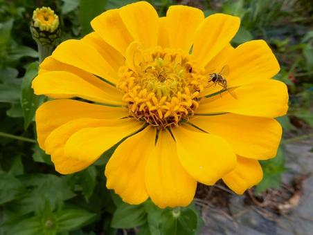 【花の写真】 ヒャクニチソウ(百日草) 【花の写真】 ヒャクニチソウ(百日草) 百日草,ヒャクニチソウ,植物の写真素材