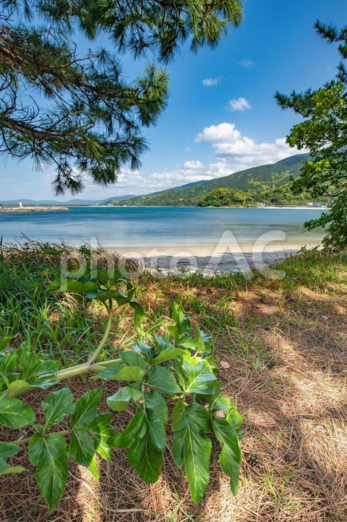 海岸沿いから眺める夏の海 風景,海,海岸の写真素材