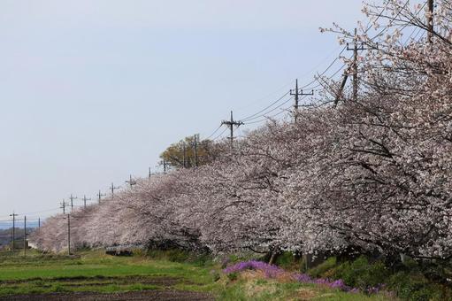 桜並木と菜の花と青空 桜並木と菜の花と青空の写真