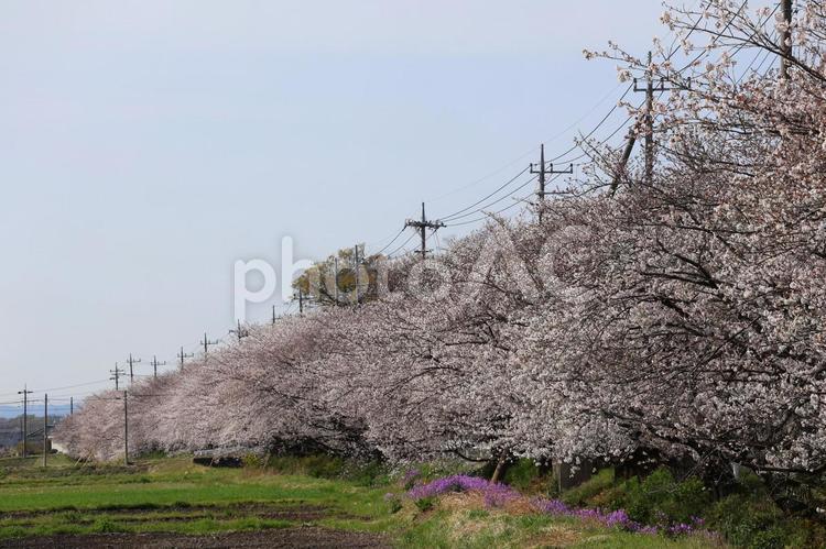 桜並木と菜の花と青空 青空,空,春の写真素材