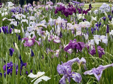 堀切菖蒲園 曇り空の下咲き誇る花菖蒲 堀切菖蒲園 曇り空の下咲き誇る花菖蒲 癒し,壁紙,花畑の写真素材