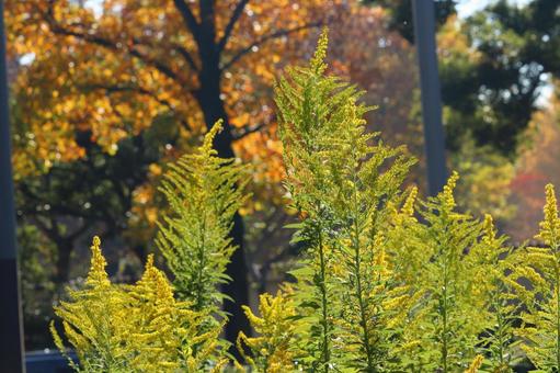 道端に咲くセイタカアワダチソウ セイタカアワダチソウ,背高泡立草,雑草の写真素材