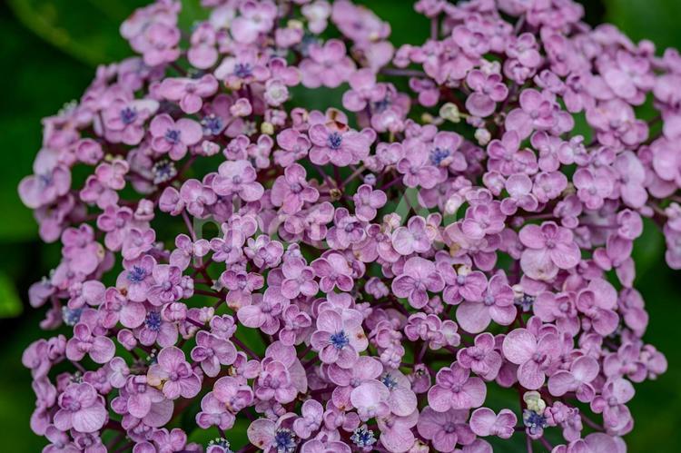 指扇アジサイまつり2025年 アジサイ,紫陽花,花の写真素材