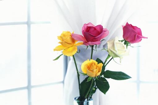 Photo, roses, white, curtain, 