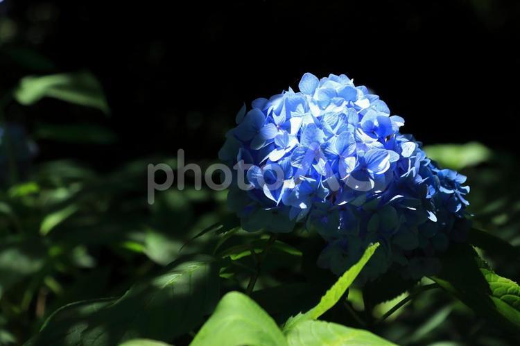 紫陽花 初夏,六月,風景の写真素材