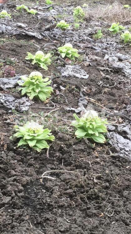 ふきのとう 植物,自然,葉の写真素材