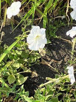 白い花 白い花の写真
