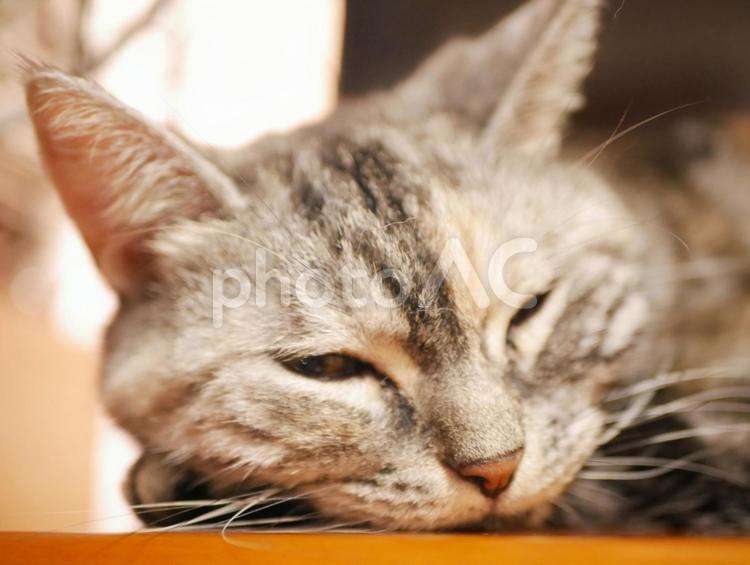 アメショのくーちゃんのアップ 動物,ねこ,ネコの写真素材
