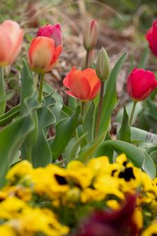 Tulip ⑼, JPG