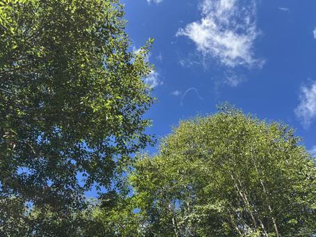 夏の午前中 夏の午前中の写真