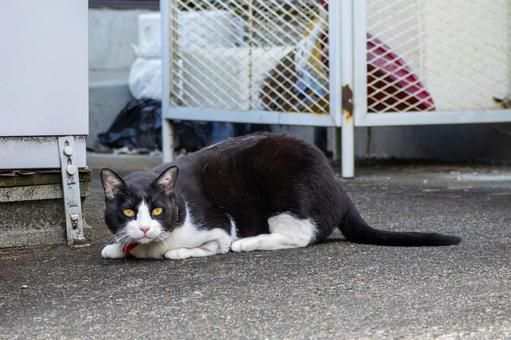 猫(260) 猫(260)の写真