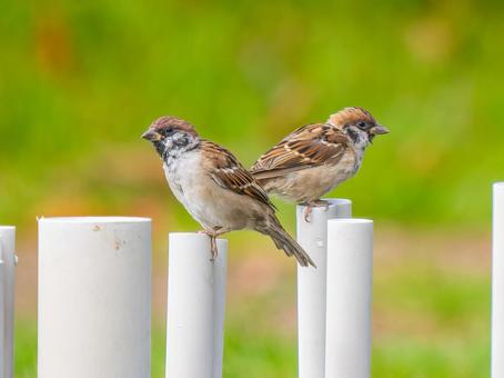 柵にとまるスズメ スズメ,雀,鳥の写真素材