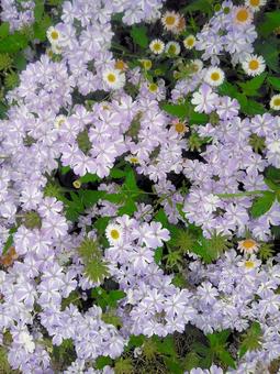 バーベナの花 バーベナの花 バーベナ,花,ビジョザクラの写真素材