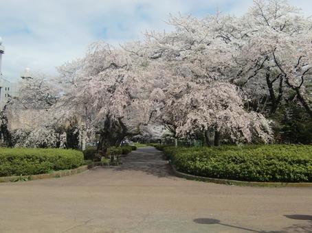 榴岡公園の桜 榴岡公園の桜 桜,榴岡公園,仙台の写真素材