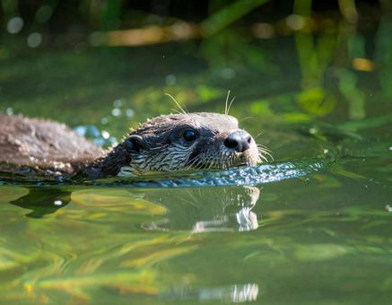 カワウソ カワウソの写真