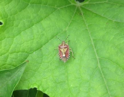 Photo, bug, pest, spotted beetle, 