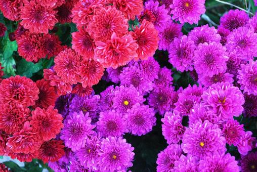 二色の菊　赤・ピンクの写真